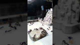 The life of messor structor #antoria #ants #колонии #мирмикипер #муравьи #фэнтези #messorstructor