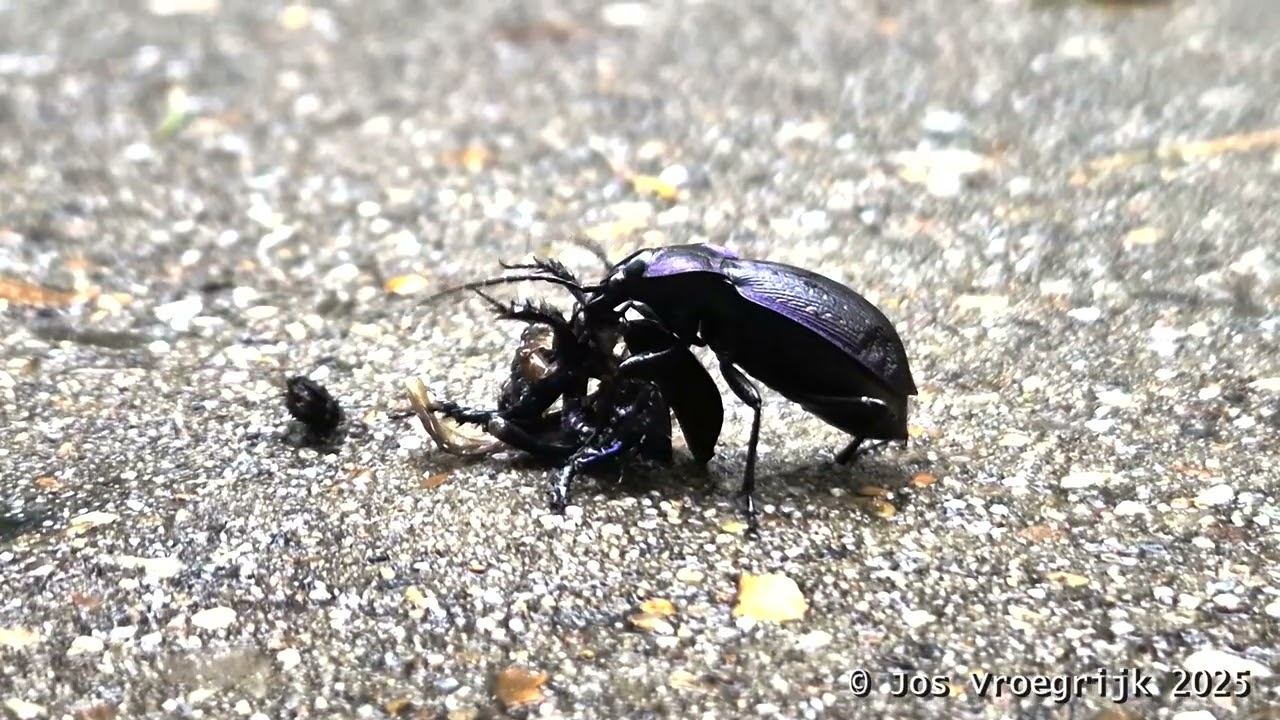 blauwzwarte schallebijter , Carabus problematicus