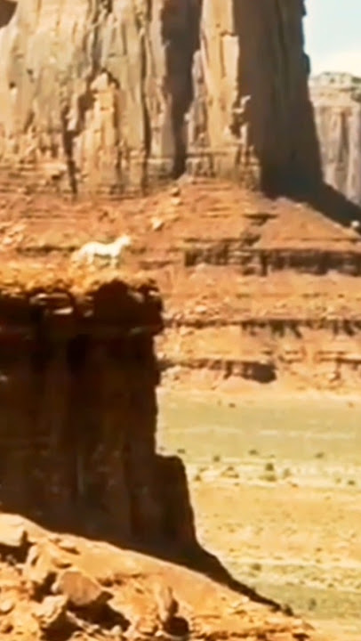 DASHING HORSE.  #horse #video ,#travelvideo ,#gratitudefornature ,#shortvideo