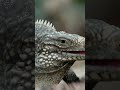 Cuban Rock Iguana Breeding Season | NATURE Shorts | PBS