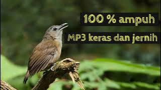 Suara pikat pelanduk semak ampuh,, MP3 keras dan jernih