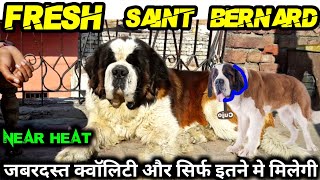 Fresh Saint Bernard female dog | Best quality Saint Bernard for sale in affordable price