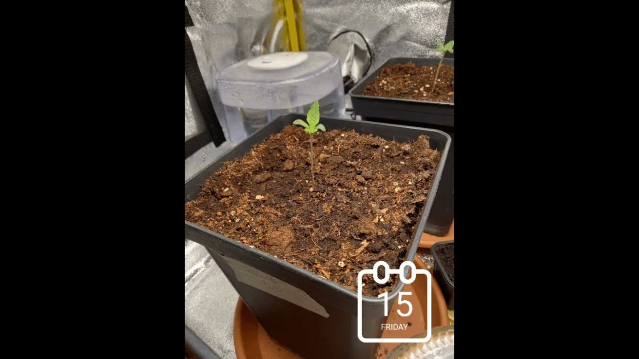 Cookies Haze de Kannabia semaine 1