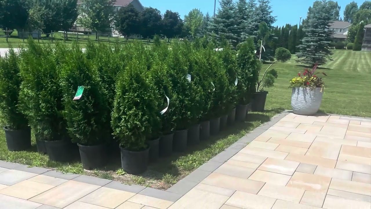 Privacy fence needed so we planted 65 emerald Cedar trees 🌲 
