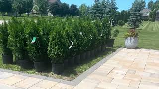 Privacy fence needed so we planted 65 emerald Cedar trees 🌲 #nature #trees #outdoors #diy