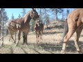 Hardworking mules help tackle Pine Fire