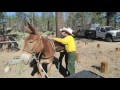 Hardworking mules help tackle Pine Fire