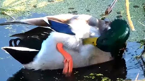 Preening Mallard. Explore.org 15 October 2021