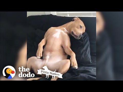 is-this-a-pit-bull-or-a-human?-|-the-dodo-pittie-nation