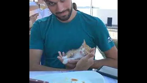 Video 11856341: talking cats fighting funny, meowing cats fighting, funny baby cat fighting, cats meow baby cute, dog cat talking, best funny cat, cat funny smile