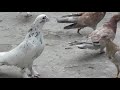 #Дагестан #Pigeons Бакинские голуби Ибрагимова Сефера в Дагестане!