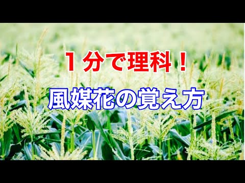 風媒受粉の仕組みと活用術：家庭菜園で成功させる3つのポイント