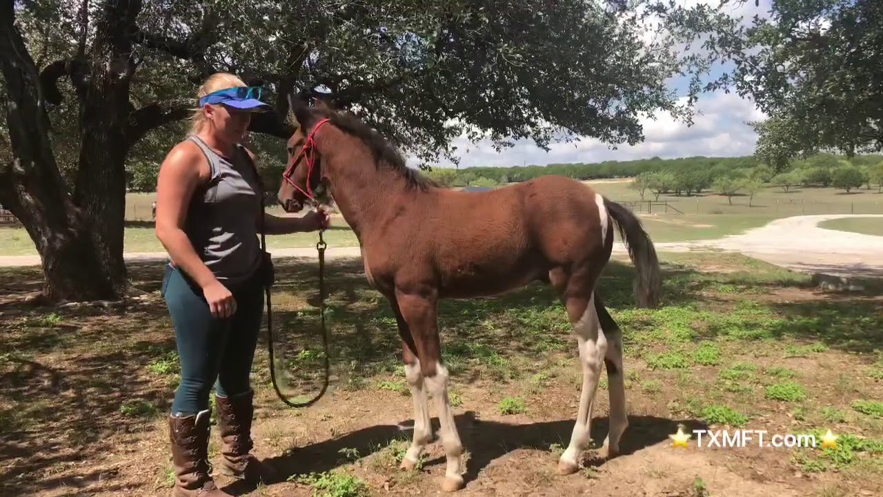 Sherlock - MFTHBA stud colt for sale in Texas