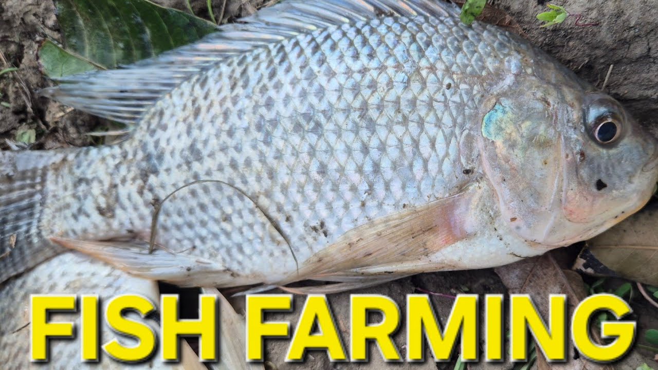 Fish Farming#fishfarming #aquaculture #fishfarm #agriculture #modernfarming #fishkeeping#fishfarmer 