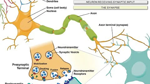Intro to Neuroscience