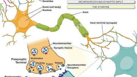 Intro to Neuroscience