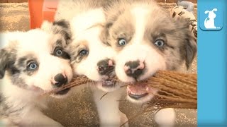 Hilarious Border Collie Puppies TEAR APART a broom! - Puppy Love
