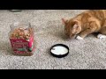 Our pickiest eater's first time trying - Just Try 13.4 OZ Urinary Tract Health Cat Treats