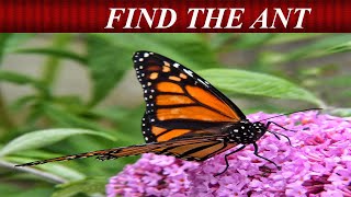 Can You Find The Hidden Objects | 99% Fail | Hardest Game | Brain Booster screenshot 5