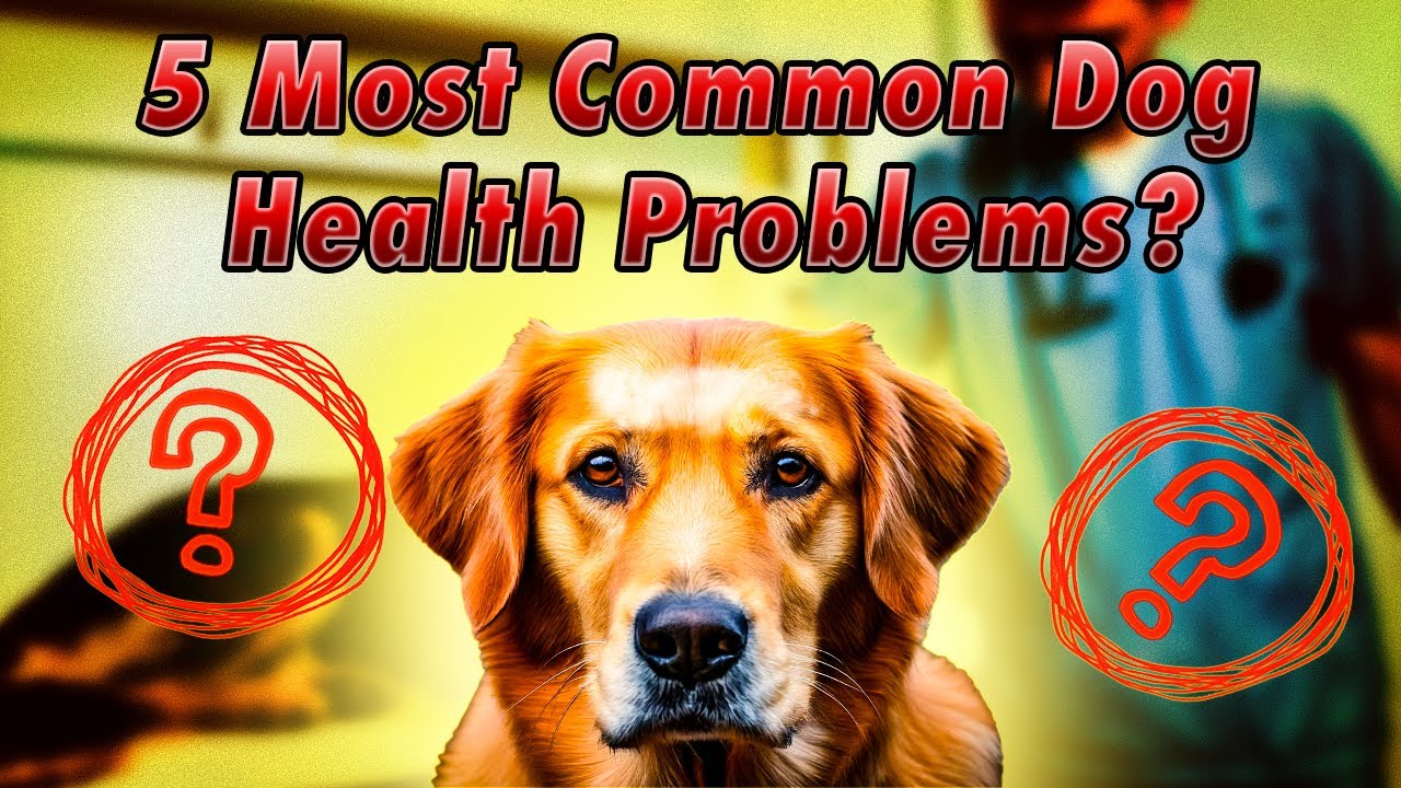 5 Most Common Dog Health Problems 🐶 & How to Prevent Them! (Vet ...
