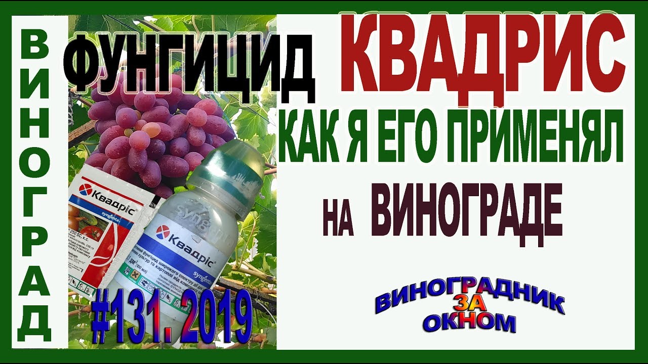🍇 Quadris. A universal drug for combating grape diseases. - YouTube
