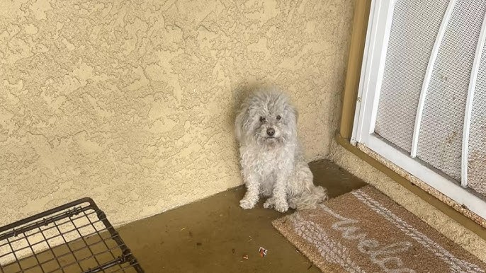 洪水で家を失った犬が玄関先で助けを求めてきました【感動実話 動物】 - YouTube
