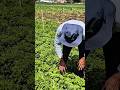 Lechuga Rizada Lista para Cosecha: Producción, Calidad y Ganancias #agricultura #fypシ #shorts