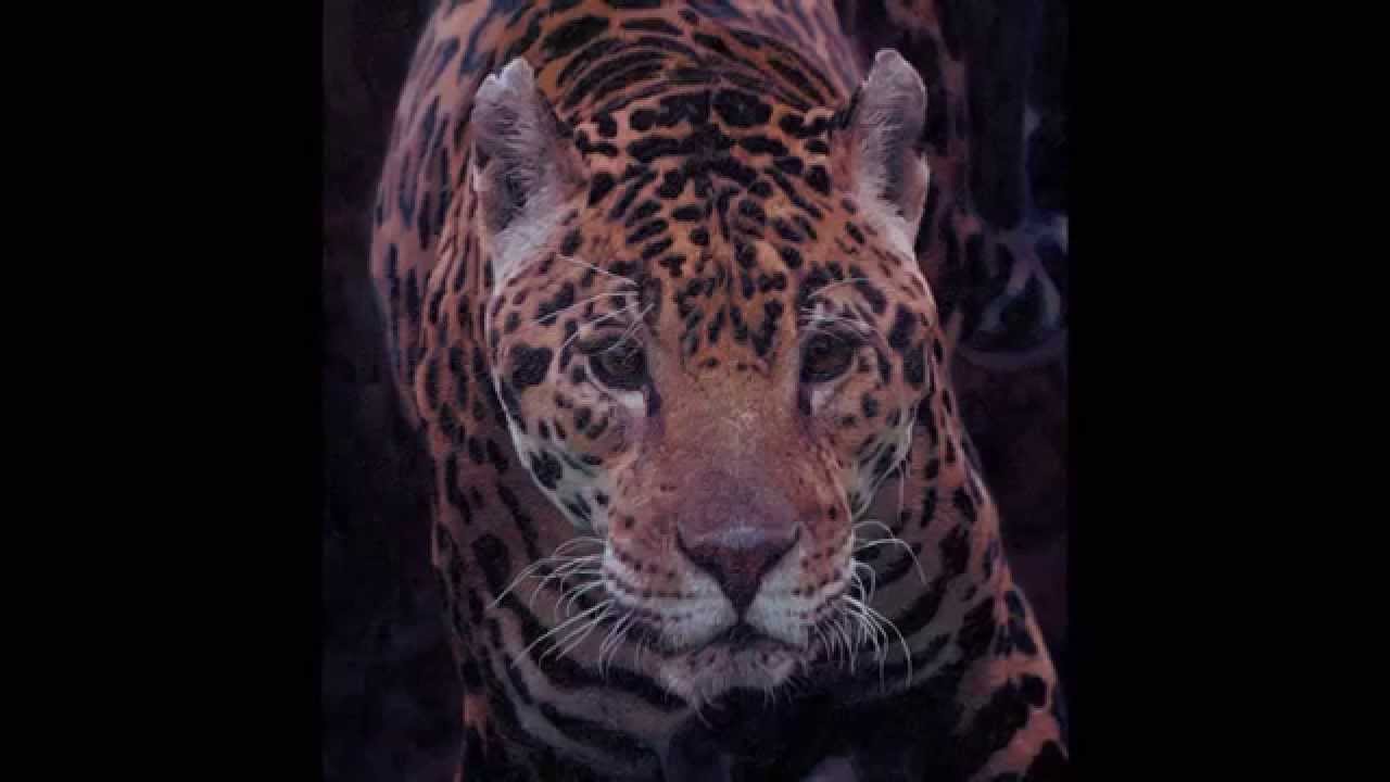 Jaguar Conservation with original Dynamic Realist Oil Painting 'Breaking Shadows'