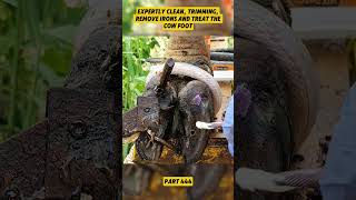 #hoofcare #hoof #hoofcleaning #cow #farrier #restoration