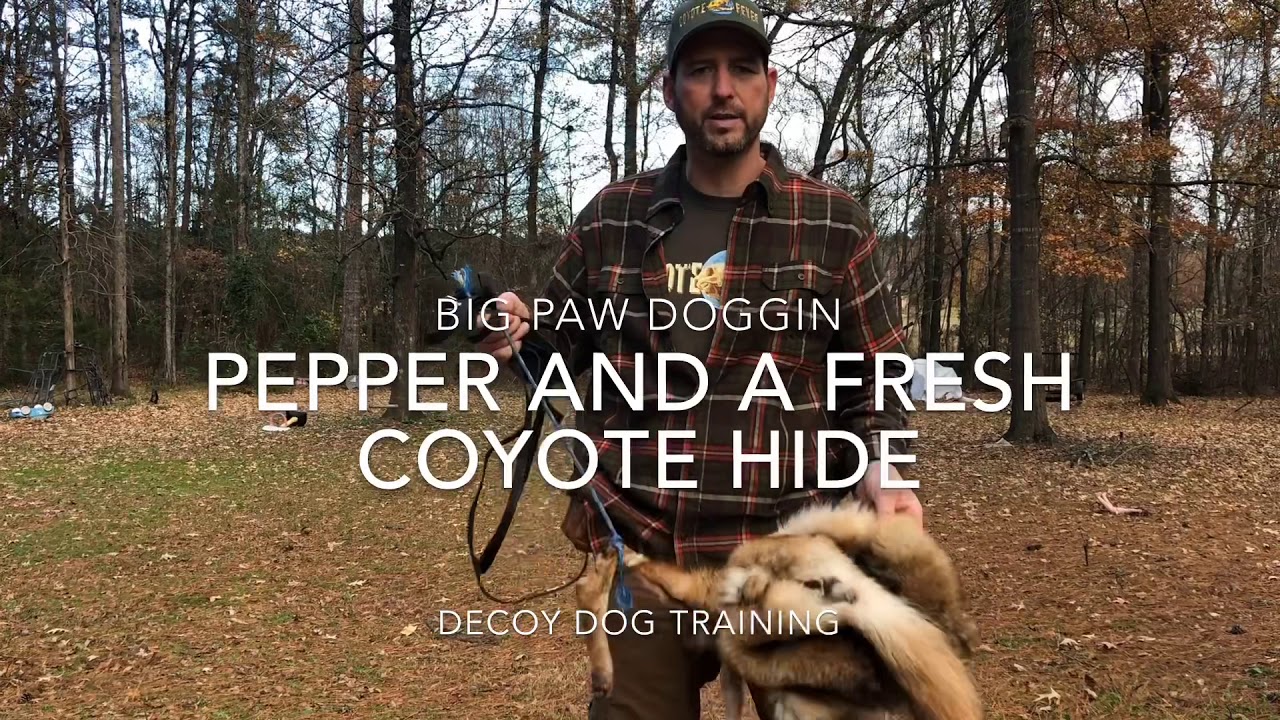 Decoy Dog Training 101 YouTube