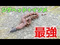 ジグヘッドにアオイソメを刺しただけの仕掛けで魚が超釣れる!