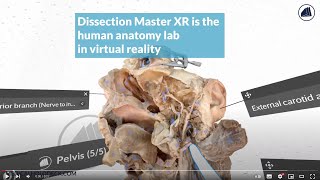 Dissection Master XR - The Anatomy and Dissection Lab in Virtual Reality