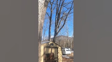 Cutting Large Double Sycamore Stubs w/ Stihl 661 #stihl #arborist #logging