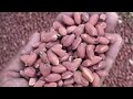 shelling groundnut | groundnut machines | groundnut peanut sheller | groundnut shelling | srrai