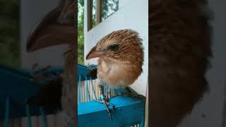 Download Lagu anakan burung bubut MP3