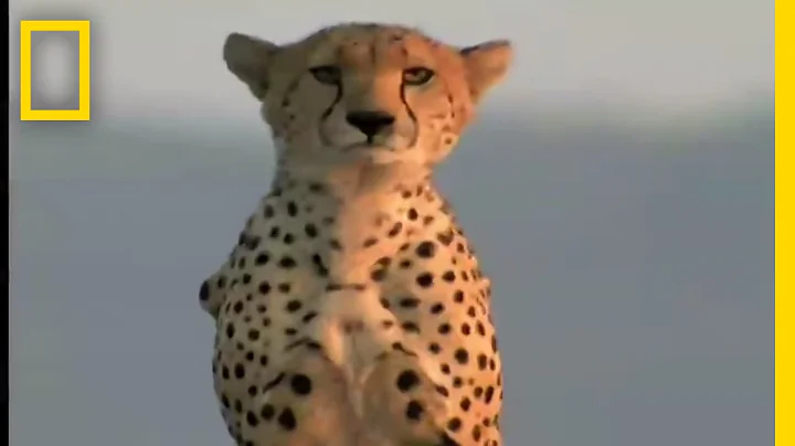 Cheetah Release | National Geographic