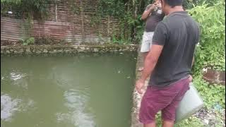 SUARA SIULAN IKAN MAS TERBUKTI MANJUR