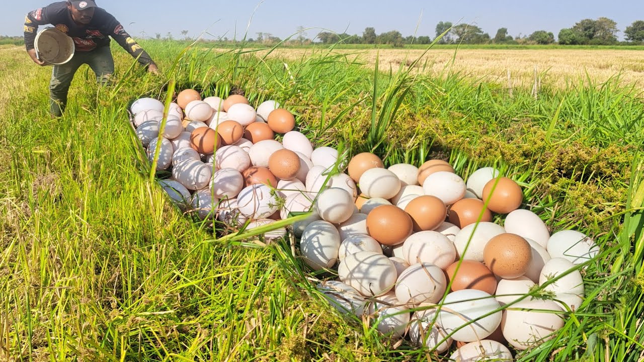 BEST amazing fishing - pick duck eggs in grass in rice field pick a lot ...