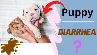 How to Help Diarrhea in puppies and Dogs screenshot 3