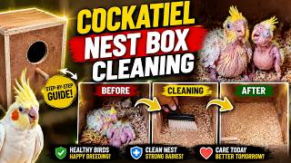 How I Clean My Cockatiel Nest Box Safely During Breeding | Healthy Chicks & Cleaner Nest