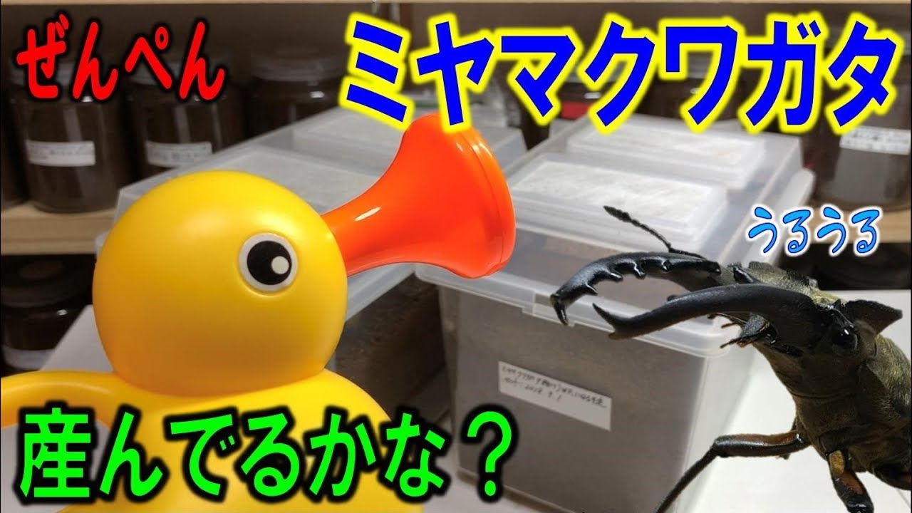カブトムシ＋クワガタ つかまえたミヤマクワガタの産卵セットを調べて