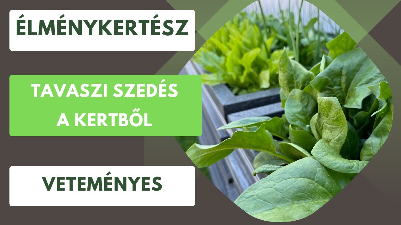 Az év első bevásárlása a veteményesből🥬