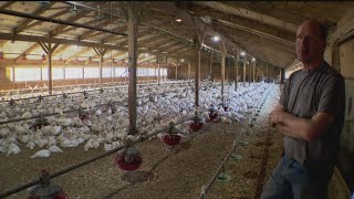 Turkey prices may be higher and availability may be limited this Thanksgiving