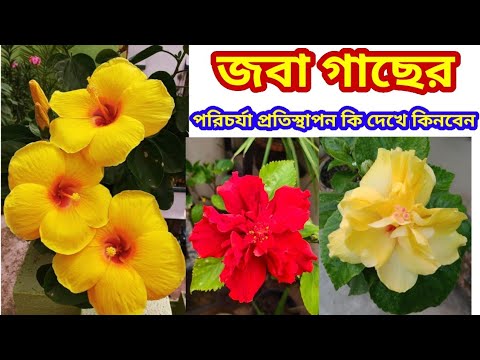 ভিডিও: ককেশীয় হেলিবোর (35 টি ছবি): বর্ণনা। ঘাসটি কোথায় বৃদ্ধি পায় এবং কীভাবে এটি নিজে বাড়ানো যায়? রোপণ এবং ফুলের যত্ন