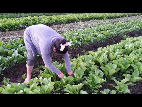 Video: Yuav Ua Li Cas Ua Noj Perch Nrog Zaub