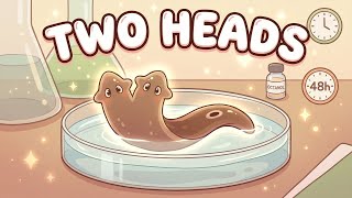 Developmental Bioelectricity Decoded 32 How To Make A Two Headed Worm