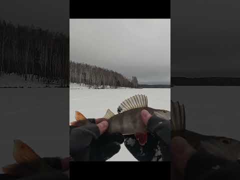 2 ЧАСА ЕЗДЫ ДО ВОДОЁМА, 7 КМ ПО ЛЬДУ, 50 ЛУНОК, И @fishfilos #философиярыболова #маркарыбака