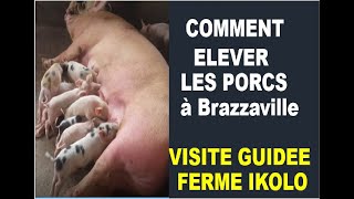 Comment Elever les Porcs à Brazzaville, visite guidée ferme ikolo