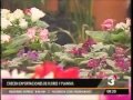 Agexport   Exportación de plantas ornamentales TD 0820 211215