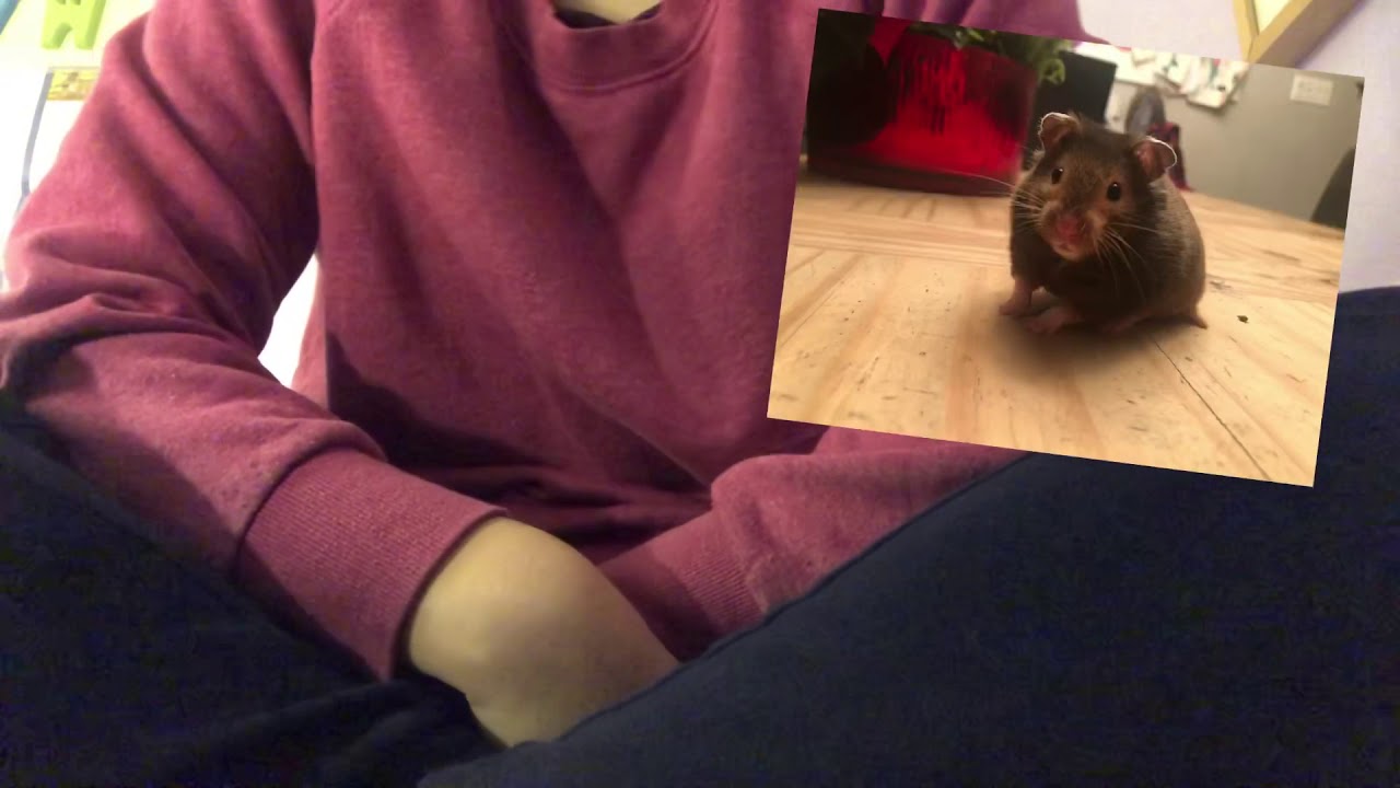 The Truth About Hamsters On Christmas Eve l Christmas Eve Special l It’s Olivia